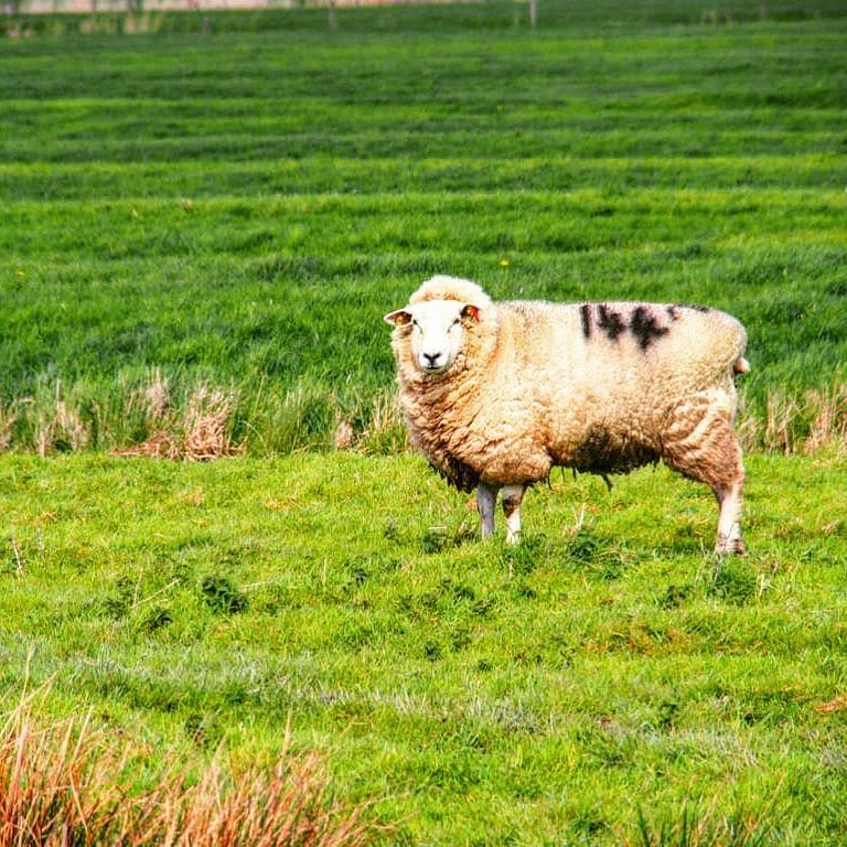 Eindelijk is het zonnetje er weer. Wij vieren dat met een lief dijkschaap op Instagram 🐑🤗🌱🌊 #dijkschapen #schaap #schapen #lief #knus #opdedijk #chillleven #duitslandvakantieland #vakantietips #welovesheep #flauschig #pluizig #sheeplife #vanhetlevengenieten #noordduitsland
