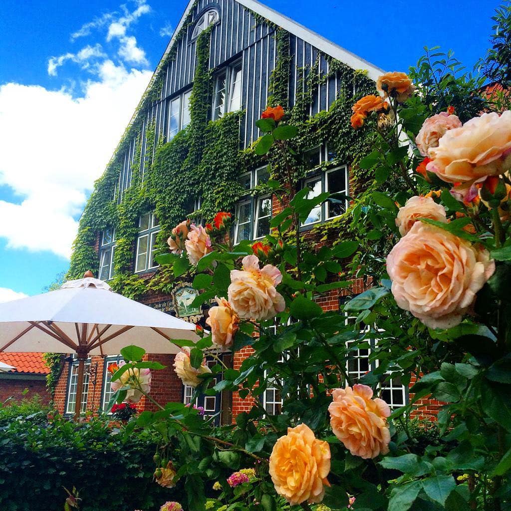 Hotel en restaurant ‘Ole Liese’ aan de Oostzee- 
Dit hotel maakt deel uit van ‘Gut Panker’: Een paradijs voor mensen die van kunst, cultuur en genieten houden. 🌞🦋🌹 #rozen #hoteltip #aanrader #duitslandvakantie #relaxen #mooieomgeving #evengenieten #rozentuin #klimop #mooihuis