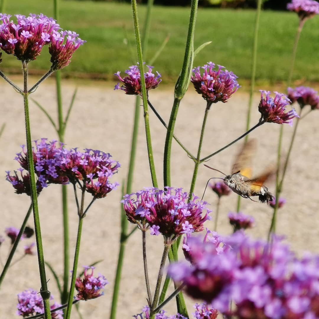 Redactrice @miriammeer heeft een kolibrievlinder gespot en kon het bijna niet geloven! Wat een bijzondere vlinder!
Blijkbaar vindt hij het niet prettig om gefotografeerd te worden, of waarom kijkt die zo boos? 🙄🦋 #colibrivlinder #vlinder #spotted #natuurontdekken #angrybird #funnyanimals #moyland #bloemetjes #duitsland #duitslanddichtbij #vakantie #kasteel #reistips #ontdekken #natuurfotografie #insecten #bijzonder #natuur #nectarcollector #prost #genietervan #lekkerdrinken #naturelovers #taubenschwänzchen