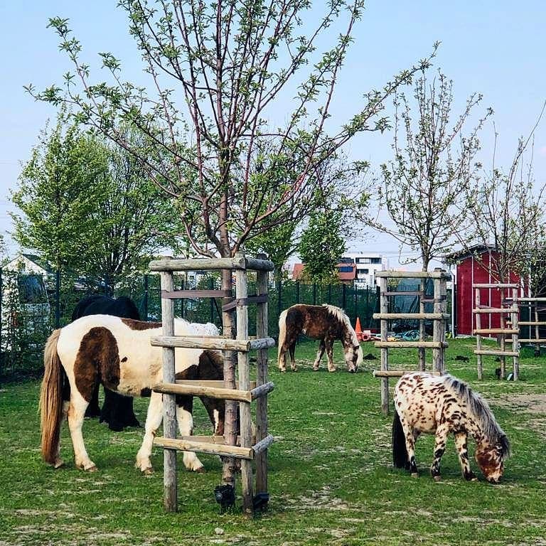 Onze aanrader van vandaag: Pony’s aaien, bloemen en appels kopen op de kinderboerderij Gertrudenhof in Hürth.
🌻🐎🍎
#hetlevenismooi #aaien #kinderboerderij #ponylove #versgroente #aanrader #duitsland #vakantie #vakantiemetkinderen #gezin #familietip #reizenmetkinderen #tripswithkids #paarden #boerderijleven
