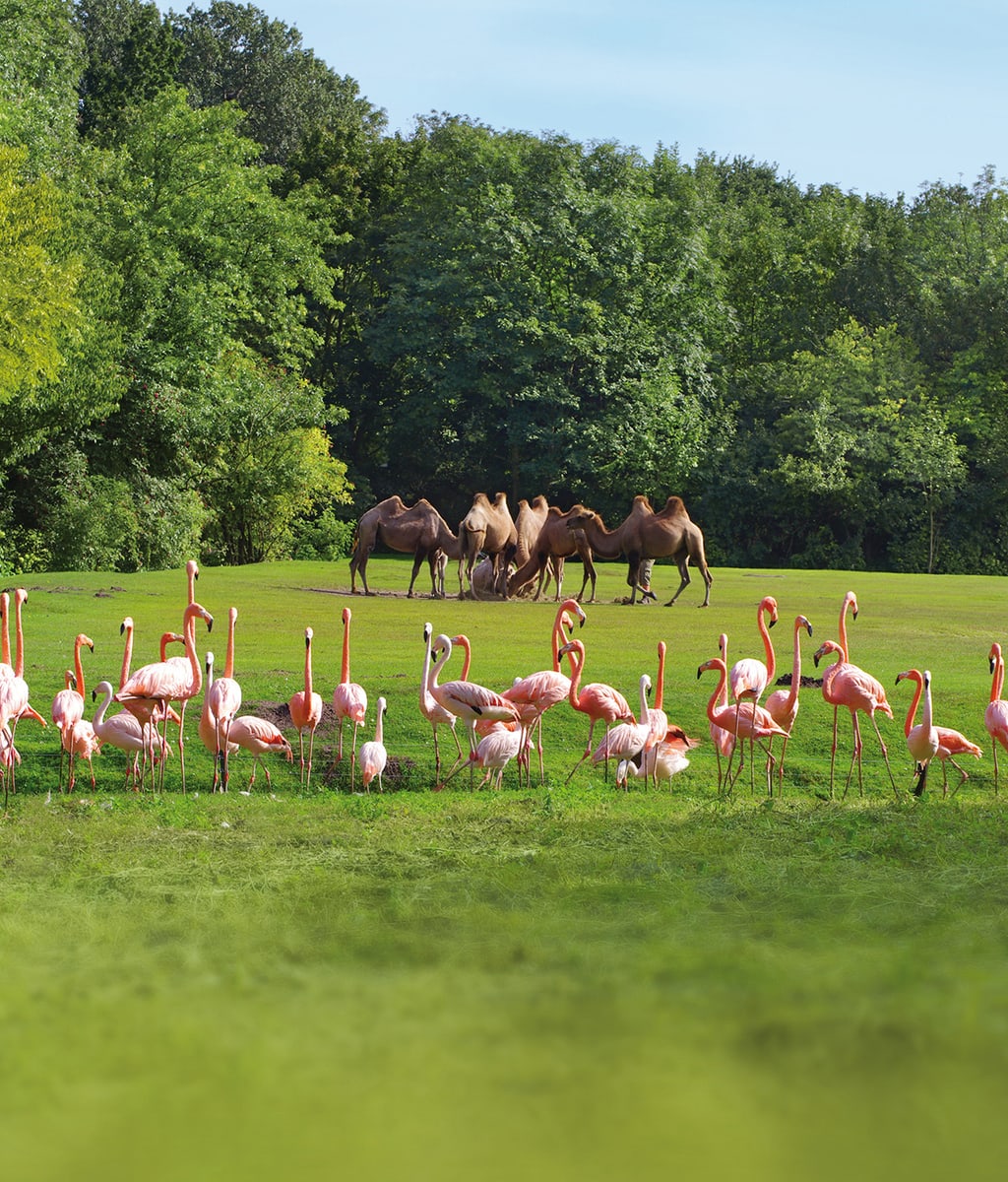 Het oponthoud van Flamingo's in de dierentuin van Berlijn lijkt op een goede tijd