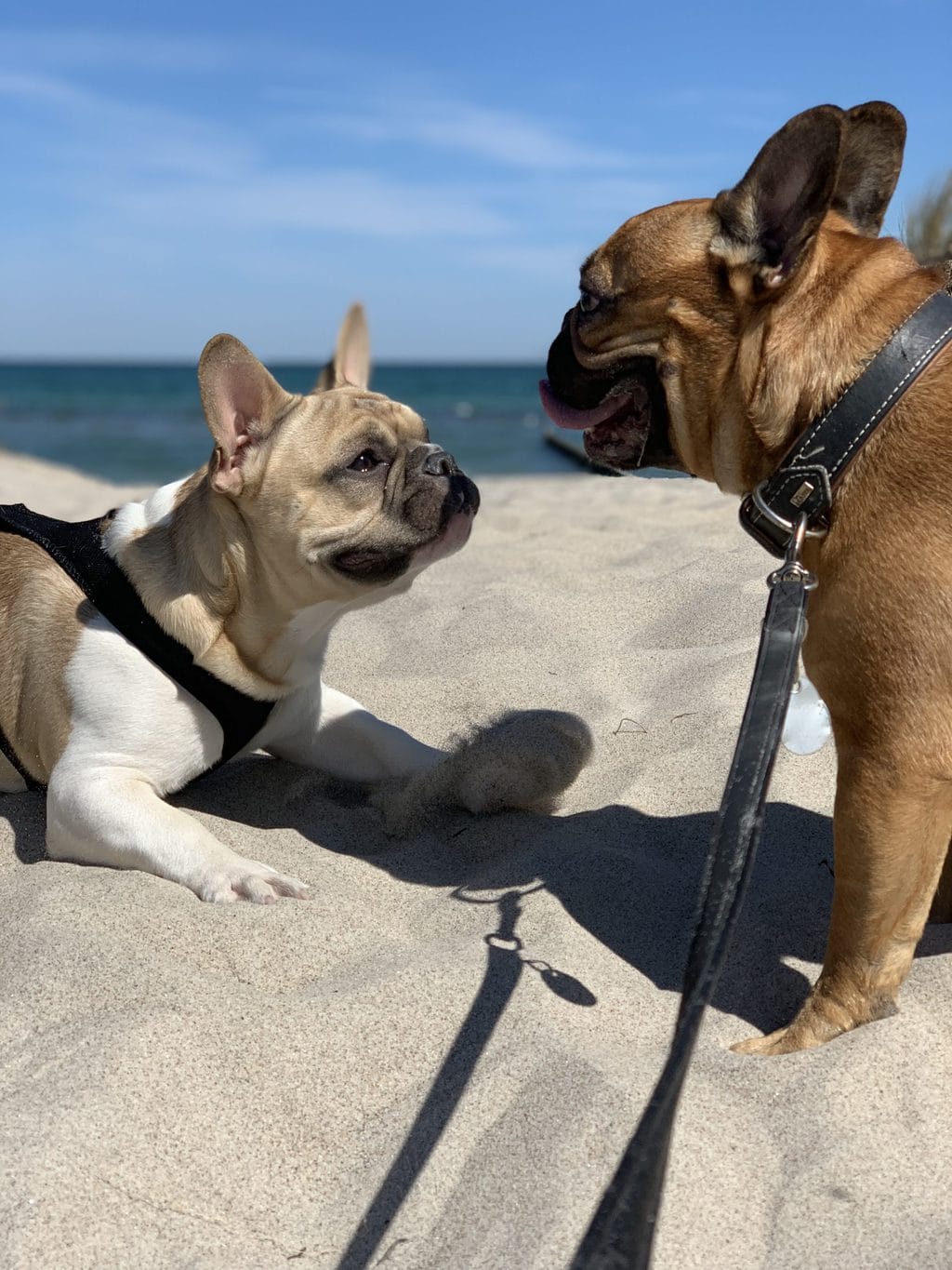 Twee honden op het strand van Heiligenhafen
