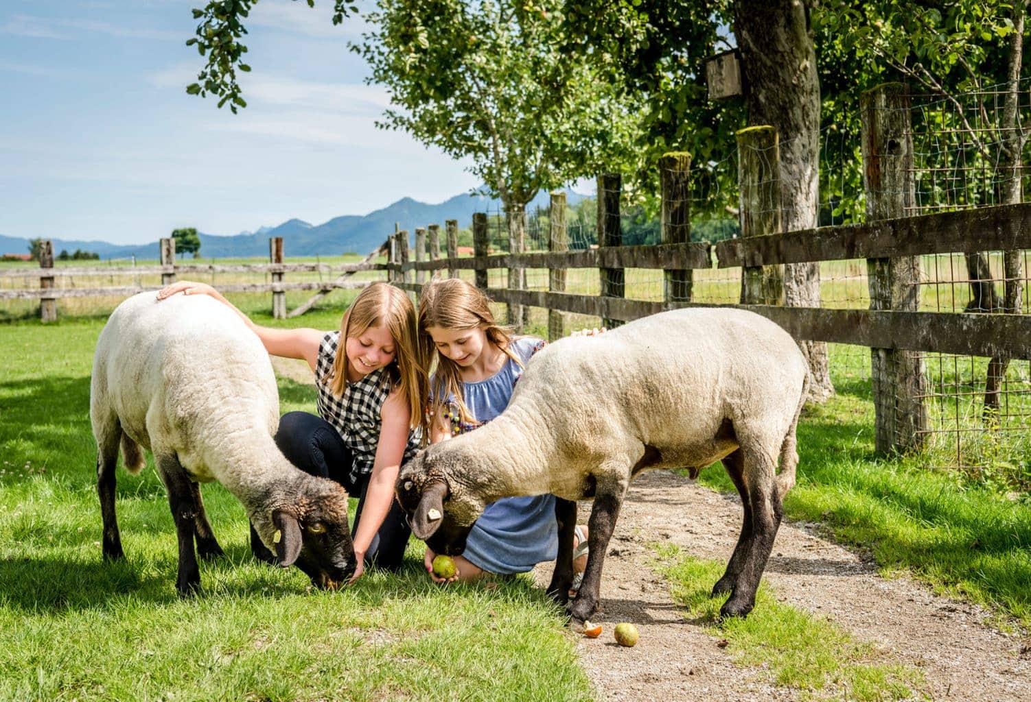 Kinderen spelen met schaapjes op borderij Hanznhof in Beieren
