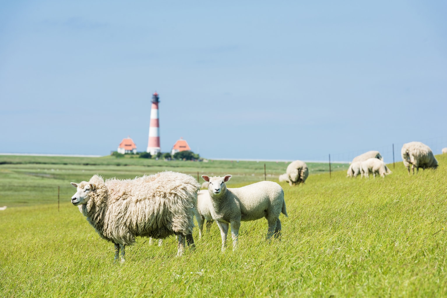 Schaapjes op een dijk met een vuurtoren op de achterground aan de Duitse Nordzeekust