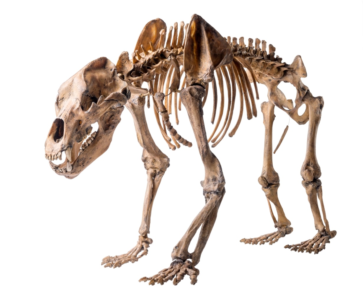 Skelet van een holenbeer in Museum REM in Mannheim
