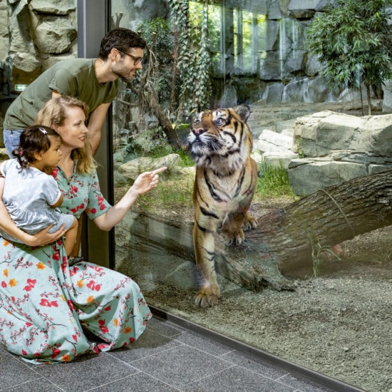 Een Sumatra-tijger in de Tierpark van Berlijn