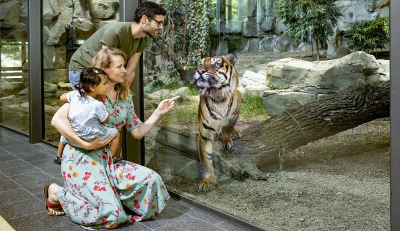Een Sumatra-tijger in de Tierpark van Berlijn