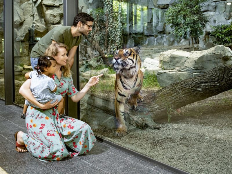 Een Sumatra-tijger in de Tierpark van Berlijn