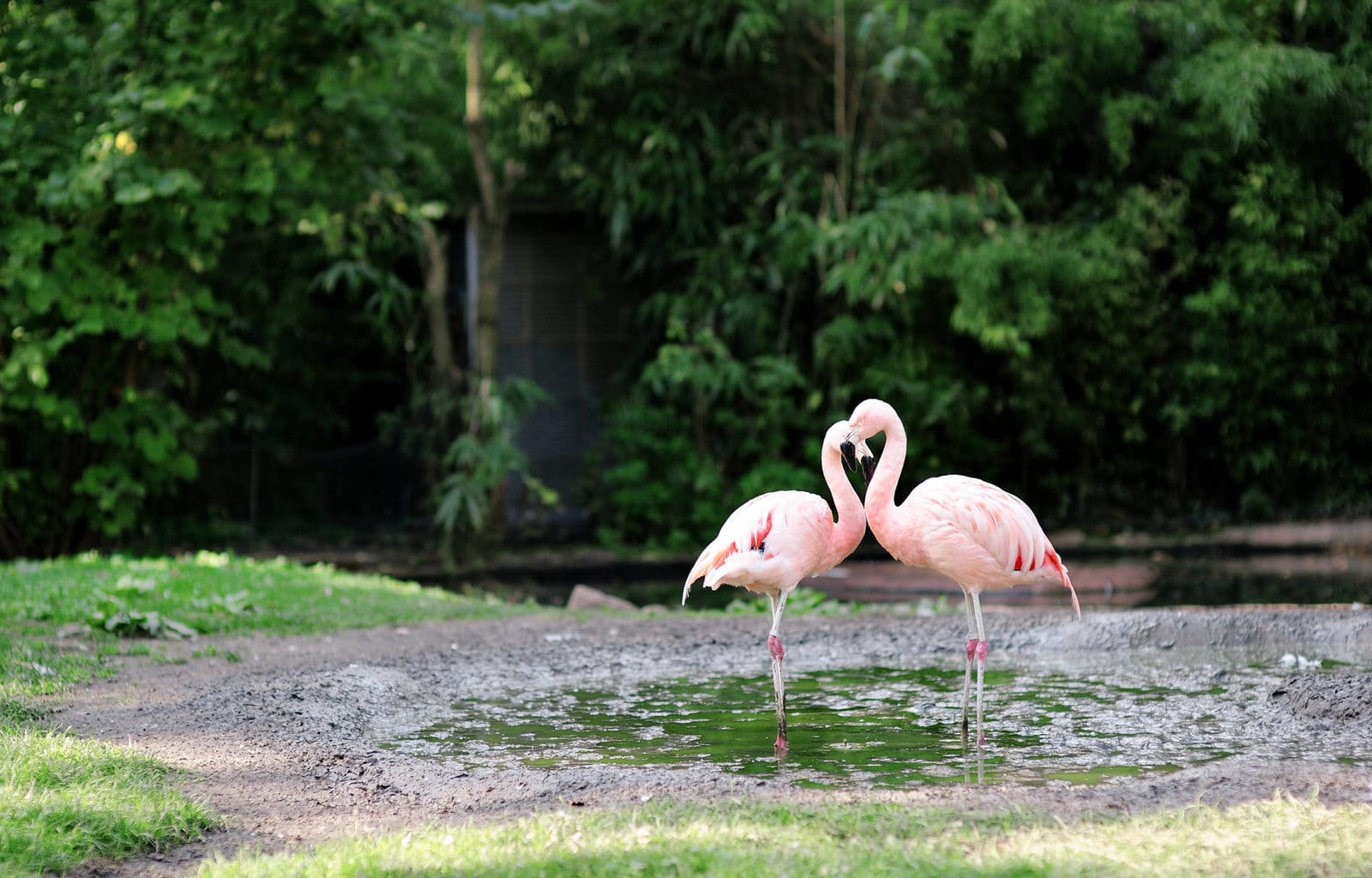 Twee flamingo's zijn aan het flirten in de dierentuin van Frankfurt in Duitsland