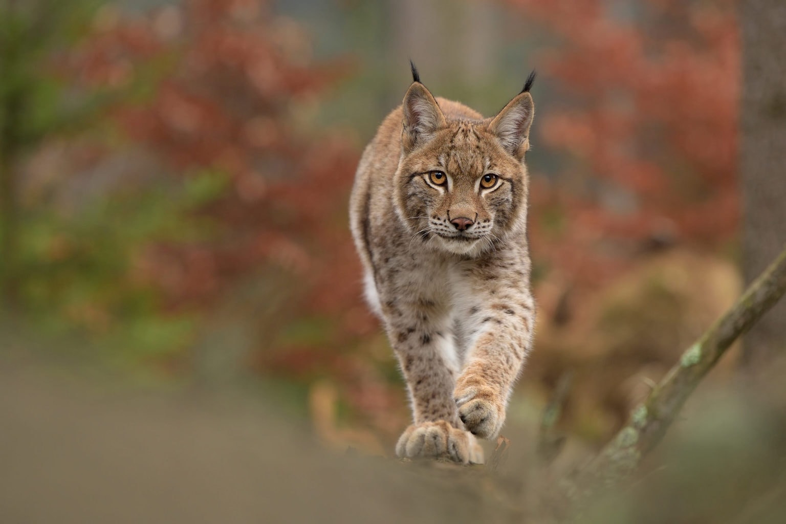 Een lynx wandelt door een bos in Duitsland