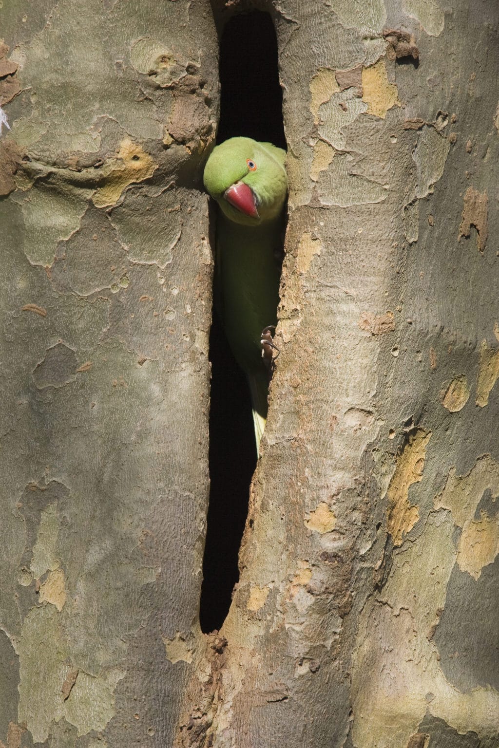 Een wilde papegaai in Keulen verstopt zich in een boom