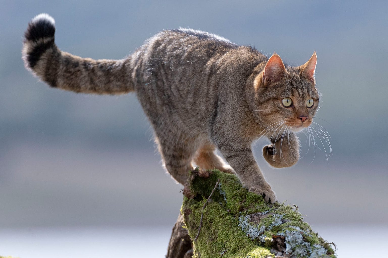 Een wilde kat op een rots in Duitsland