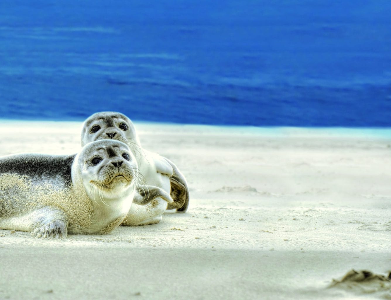 Zeehonden op een zandbank bij Noordzeeieland Spiekeroog