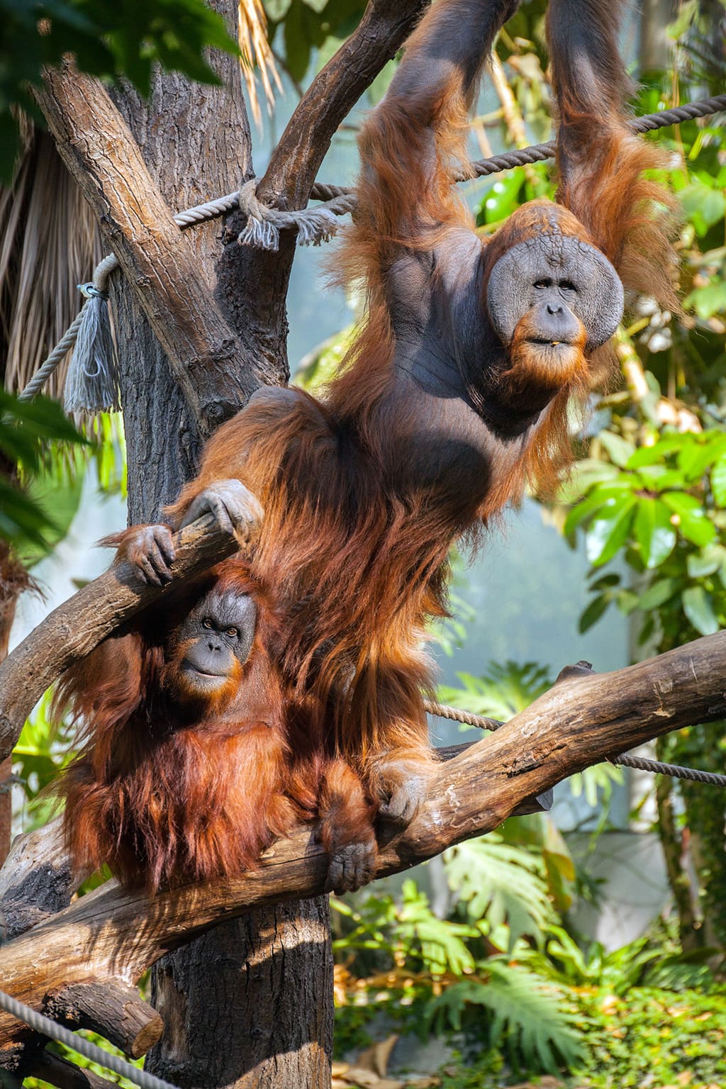 Orang utans in de dierentuin van Hamburg doen net zoals ze vrienden zijn