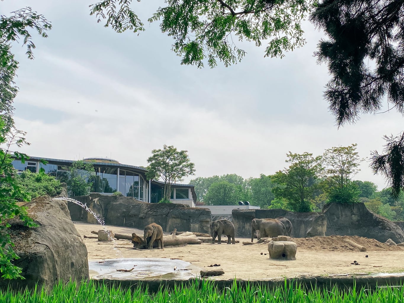 Het olifantenhuis van de zoo in Keulen