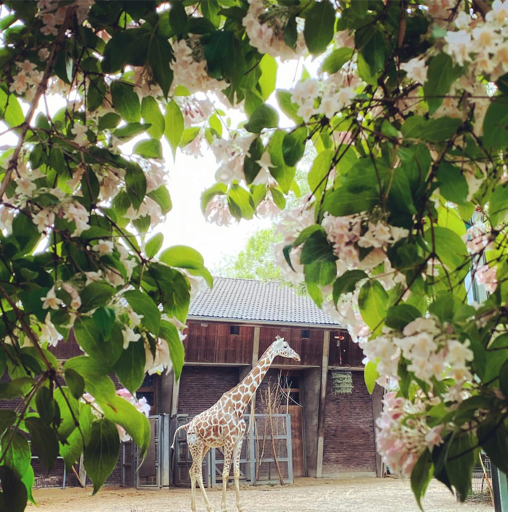 Een giraffe vermaakt zich in de zoo van Keulen