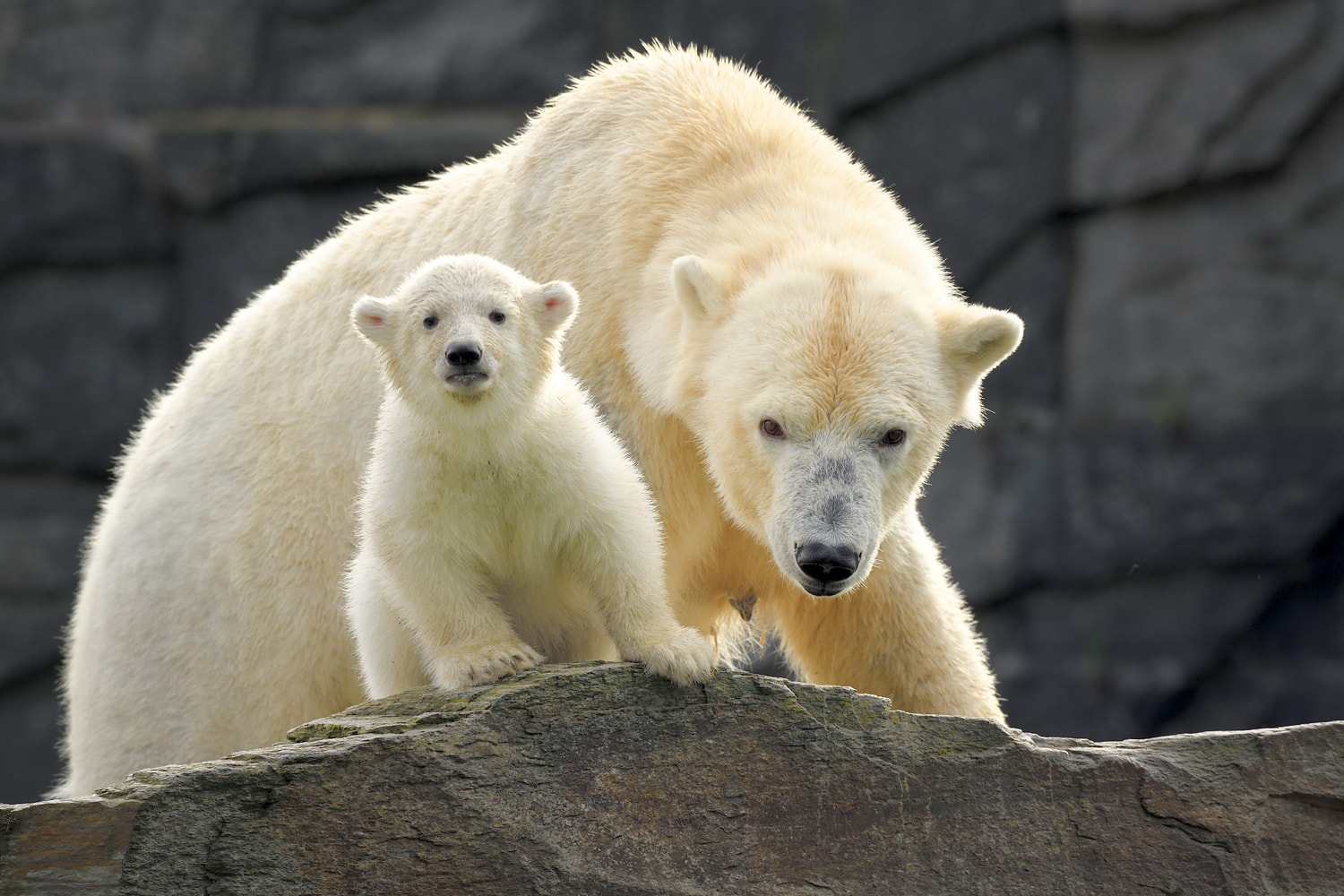 Een ijsbeer moeder met haar kindje in de ddierentuin van Berlijn