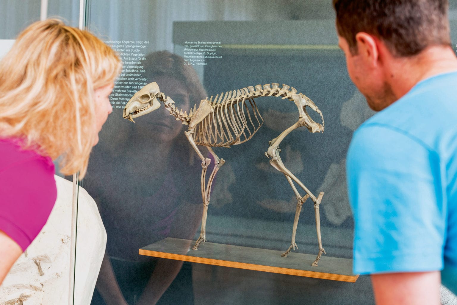 Een skelet van een dinosaurus in Meteorkratermuseum Heidenheim