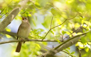 Een zingende vogel in een boom in Duitsland