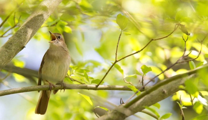 Een zingende vogel in een boom in Duitsland