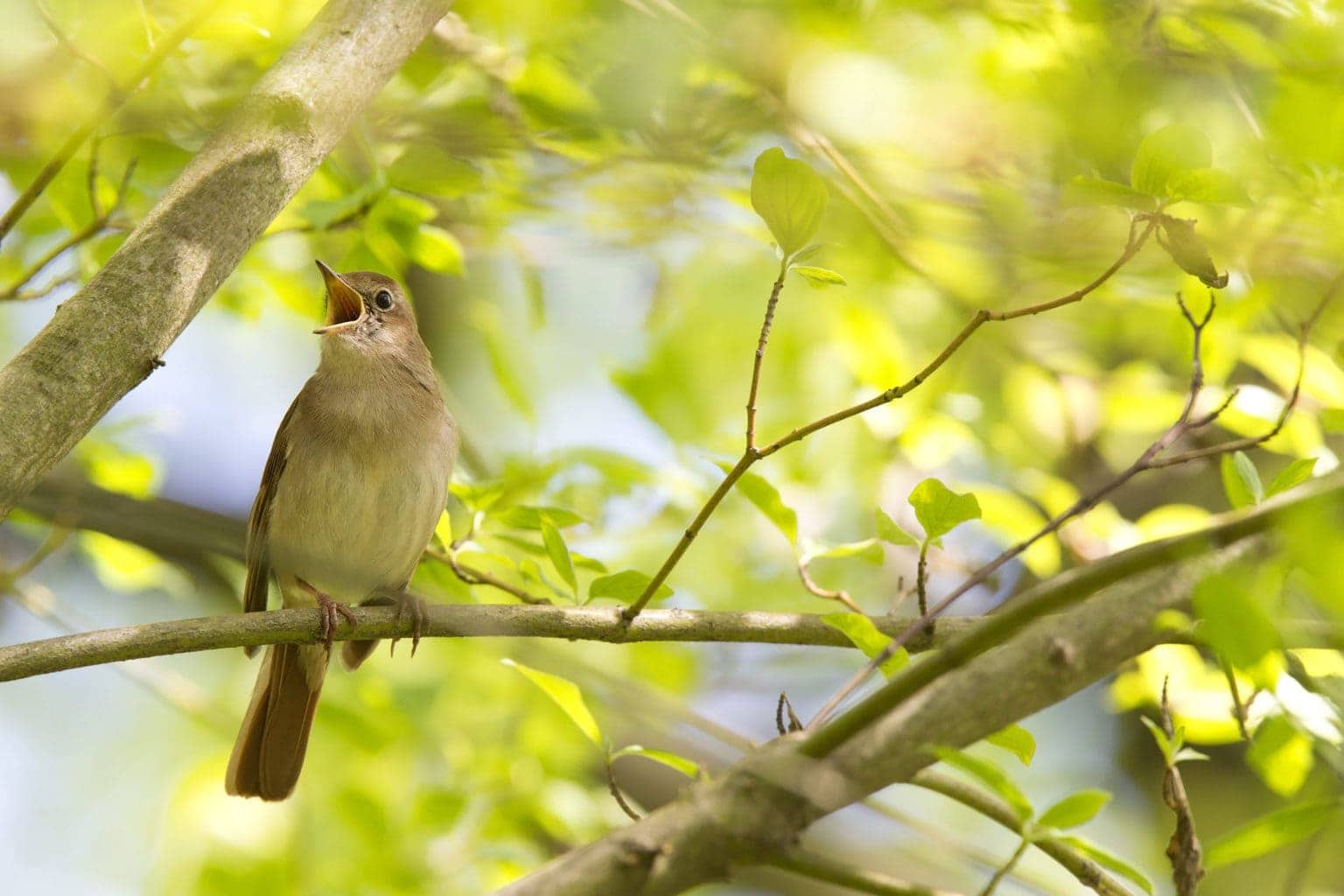 Een zingende vogel in een boom in Duitsland