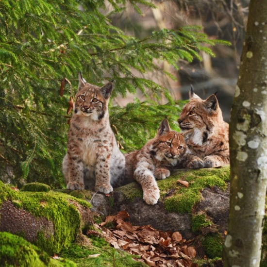 Wilde katten op een rots in een Duits bos