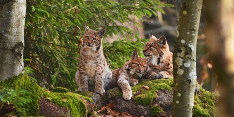 Wilde katten op een rots in een Duits bos