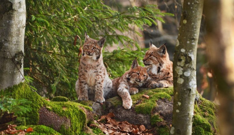 Wilde katten op een rots in een Duits bos