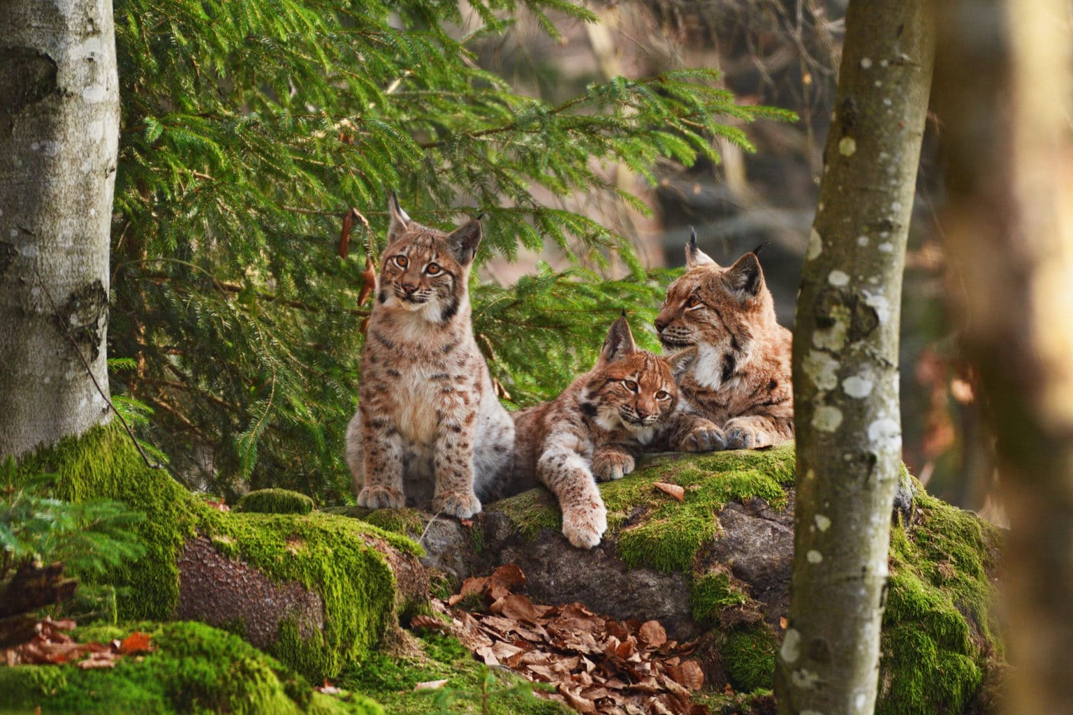 Wilde katten op een rots in een Duits bos