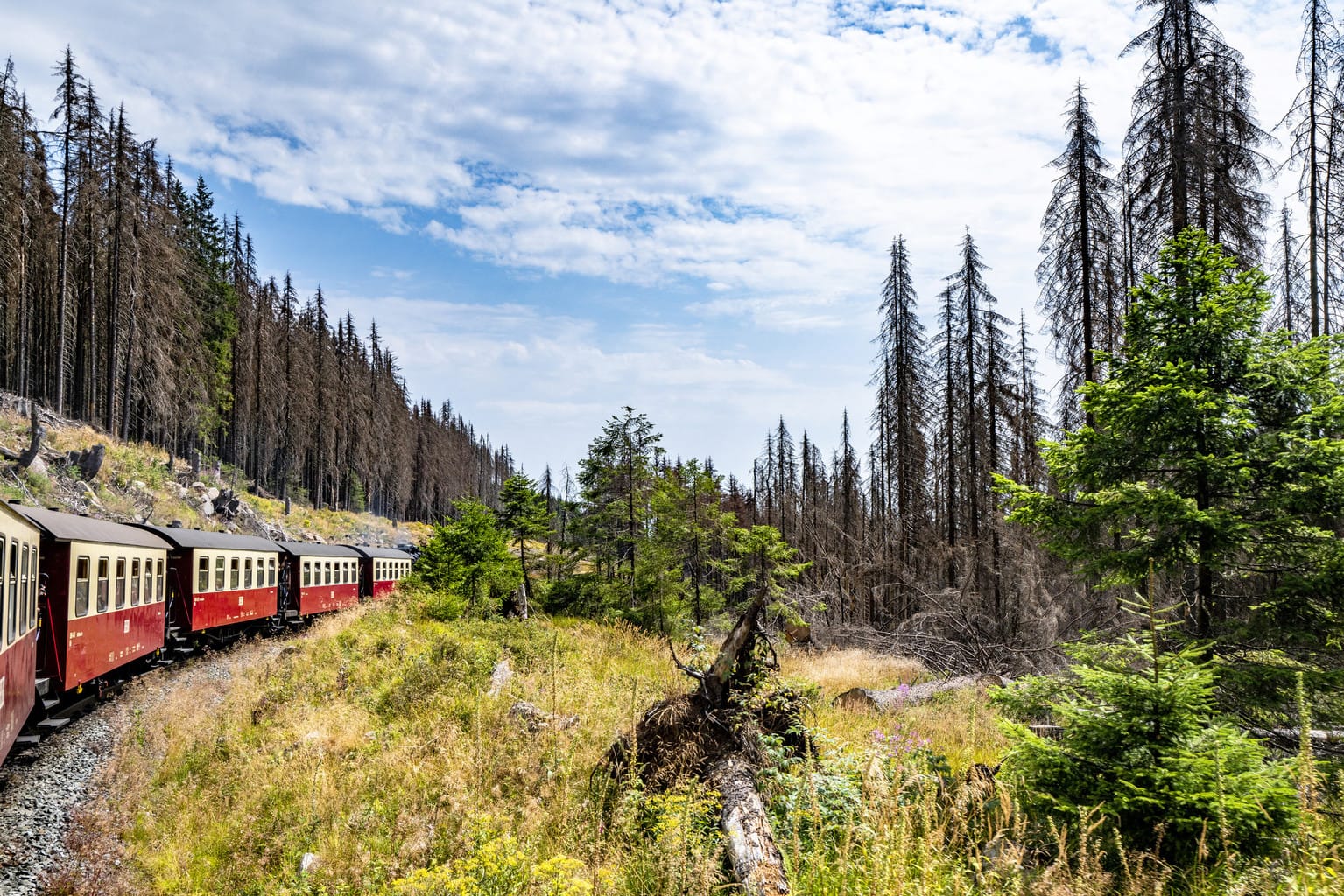 Een trein rijdt in het nationaalpark Harz