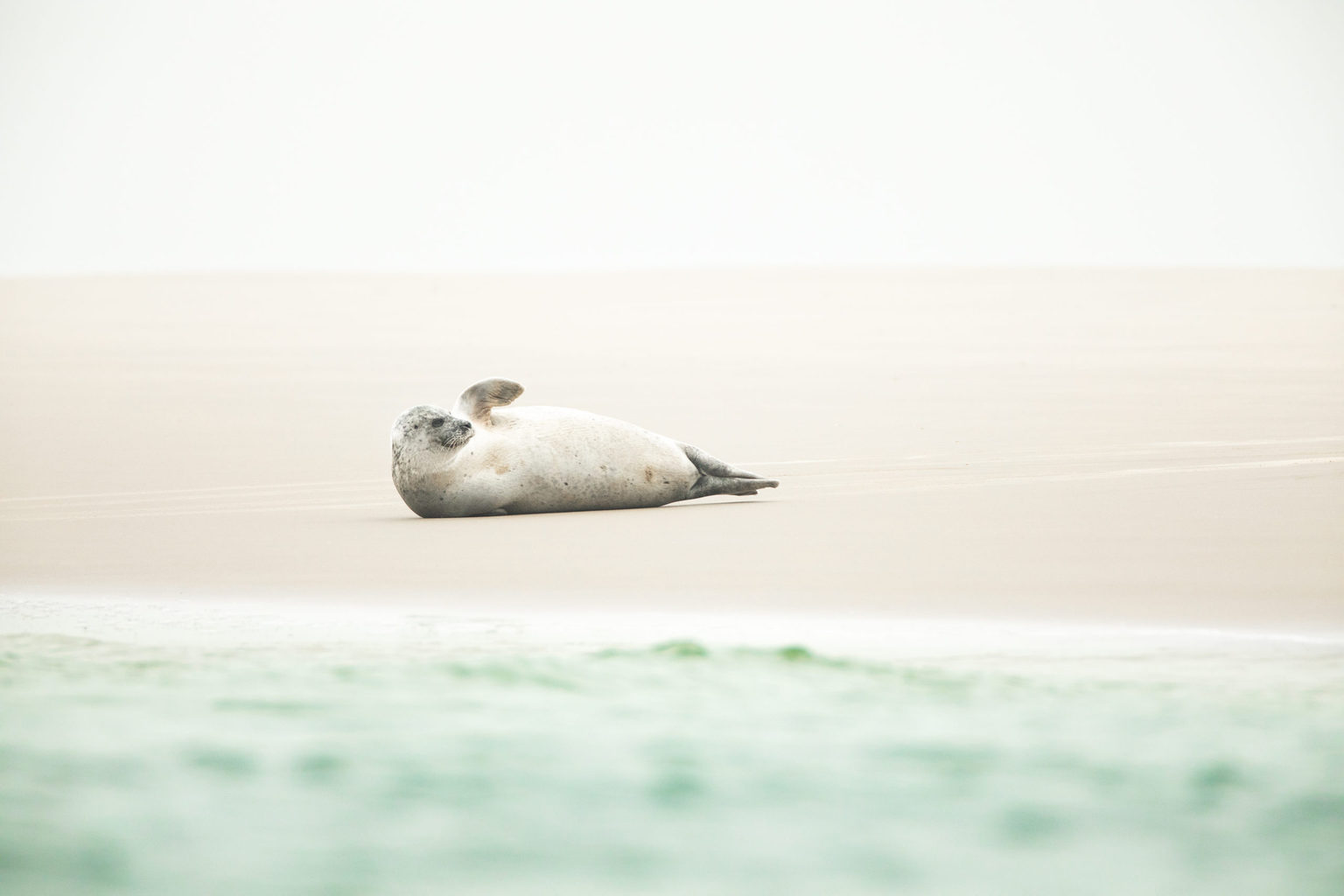 Een zeehond op het strand van Borkum in de Waddenzee van Duitsland