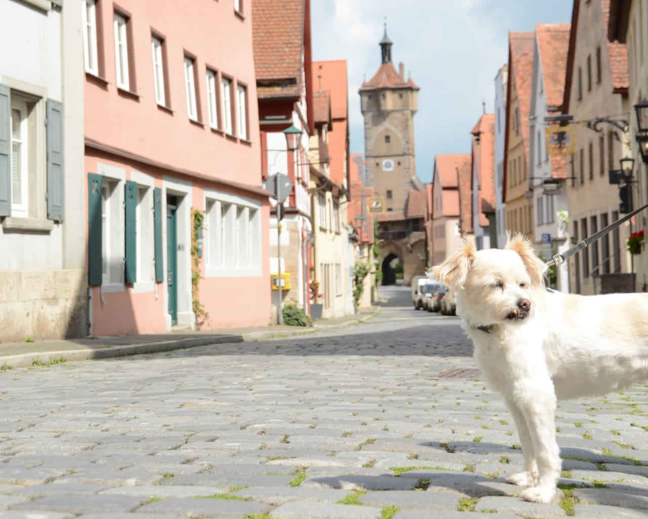 Een hond heeft plezier in Rothenburg ob der Tauber maar hij kijkt weg van de middeneeuwse stadspoort
