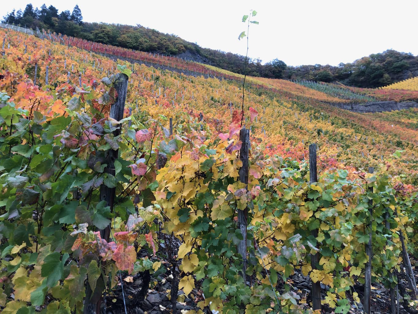 De wijnbergen in de buurt van Dernau in Rijnland-Palts zijn op dramatische manier ingekleurd