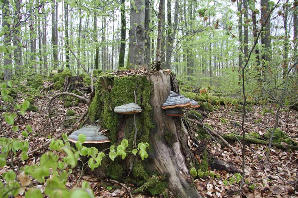 Bomen met paddestoelen in het bos van Beieren