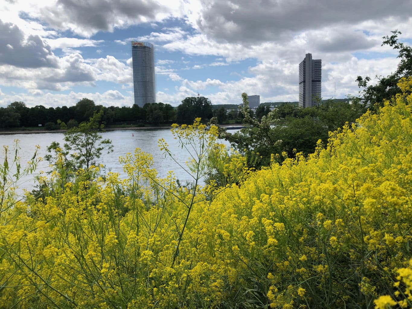 Bloemen aan de Rijn met uitzicht op het voormalig regeringskwartier