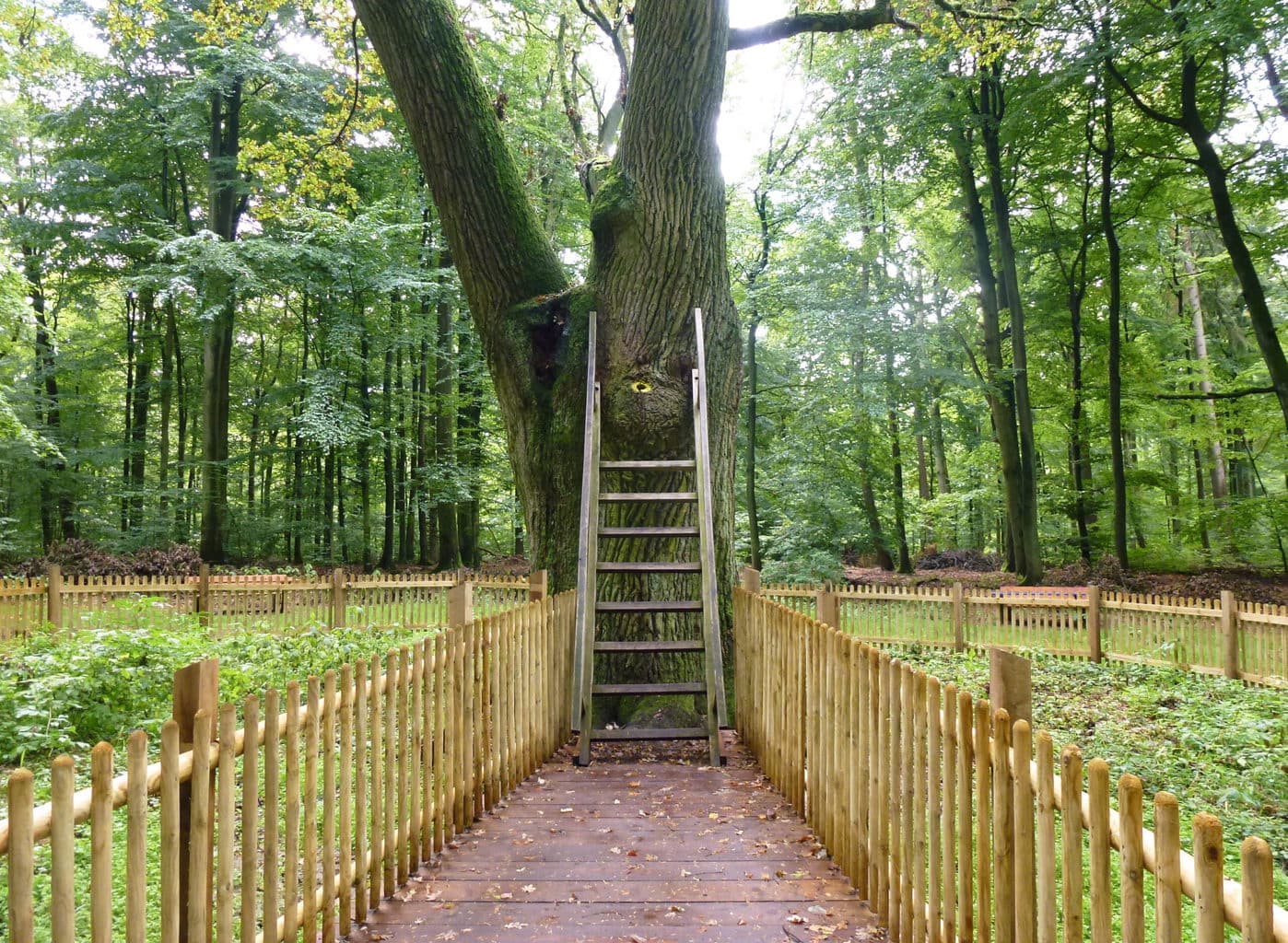 De 500 jaar oude bruidegomseik in Eutin in Sleeswijk-Holstein is de enige boom ter wereld met een eigen postadres