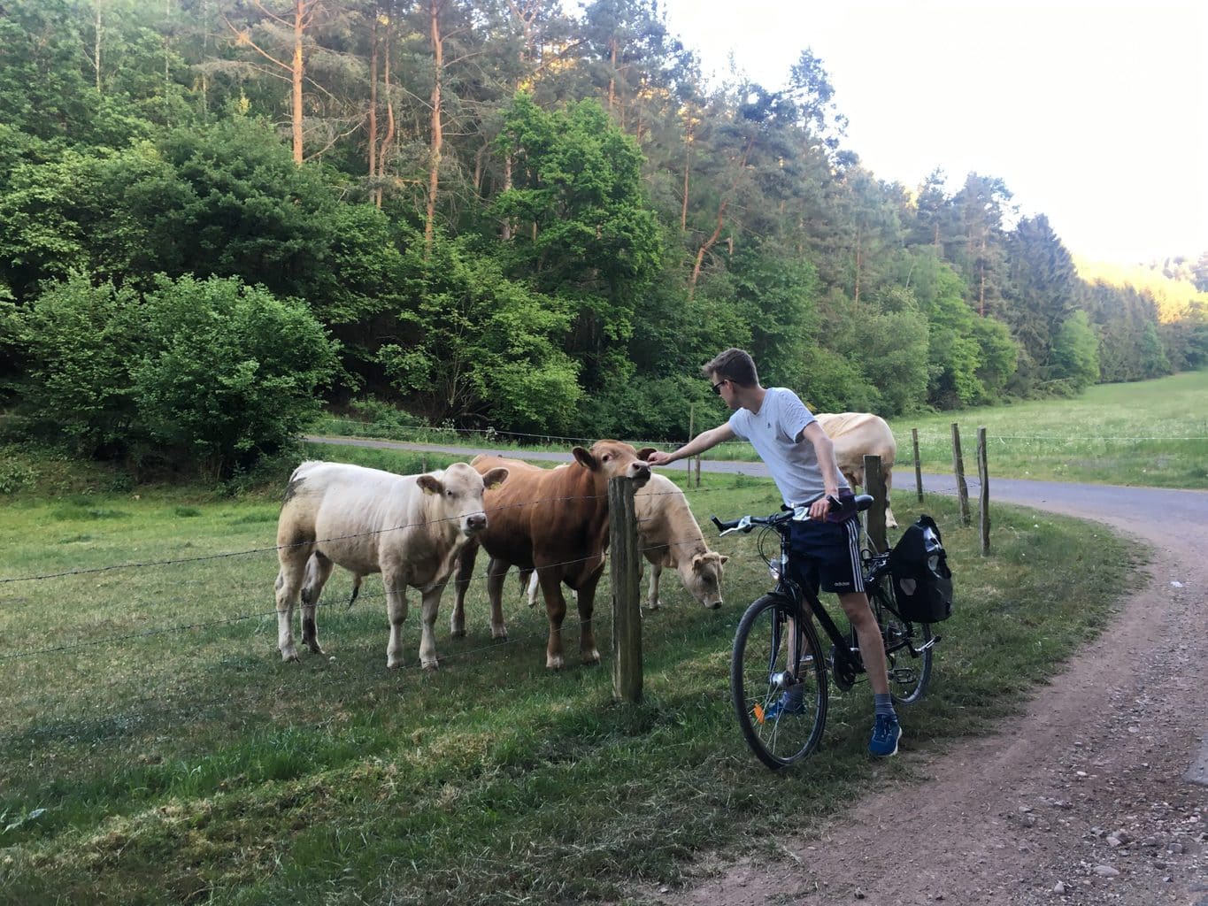 Fietsers in de Eifel met koeien