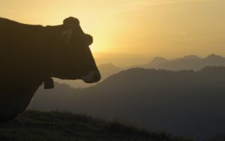 Een koe kijkt uit op de bergen bij Balderschwang in de Allgäu
