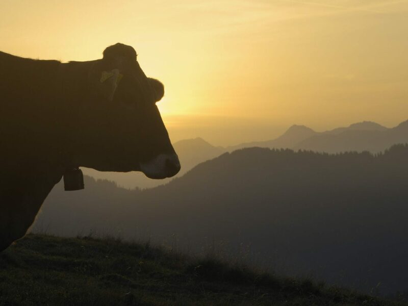 Een koe kijkt uit op de bergen bij Balderschwang in de Allgäu