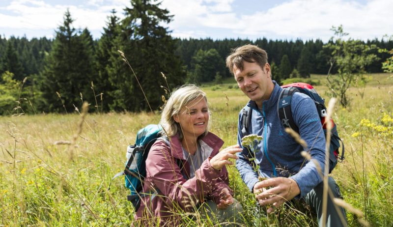 Wandelaars zoeken naar geneeskundige kruiden uit het Thüringer woud