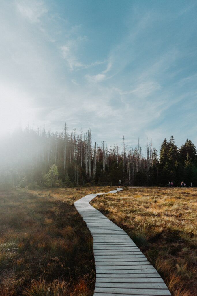 Een pad met houten planken voor mountainbikers in de Harz