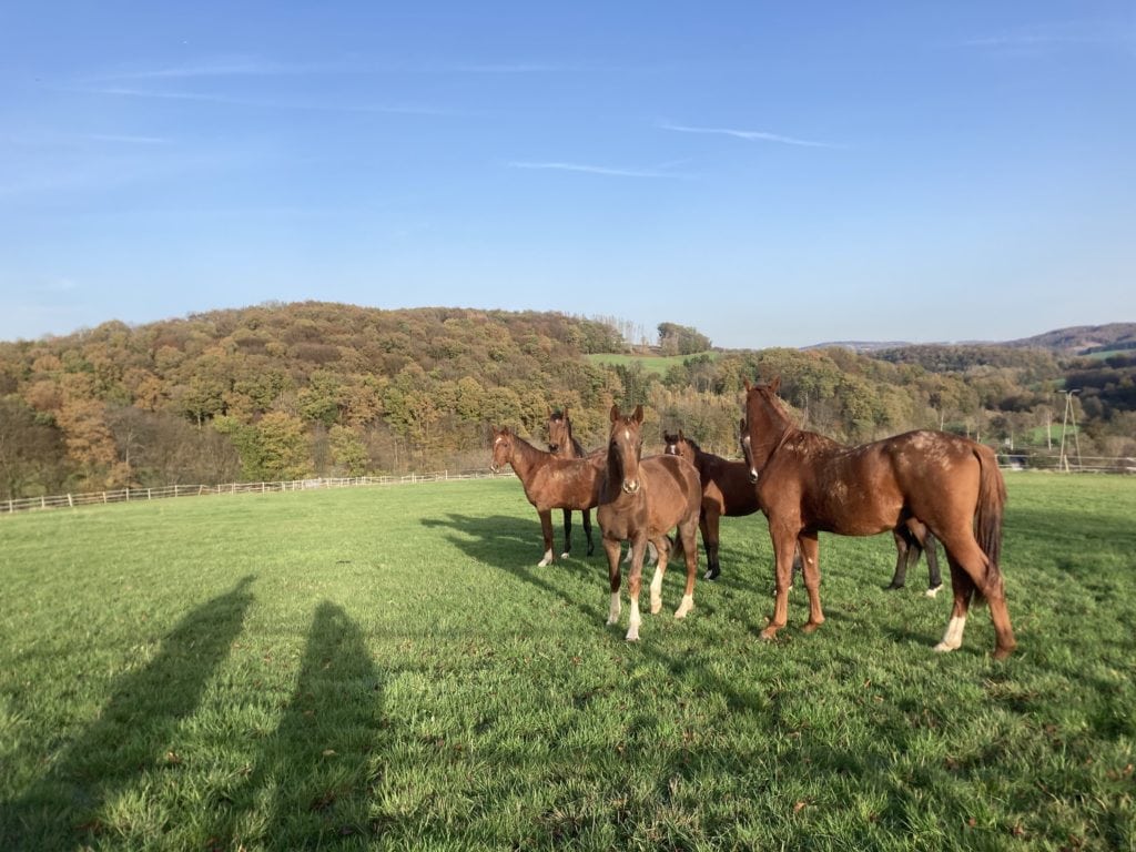 Paarden en schaduwen op een weiland in de buurt van Keulen