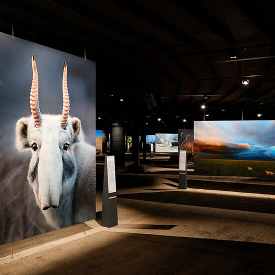 Tentoonstelling met foto's van zeldzame dieren in Gasometer Oberhausen