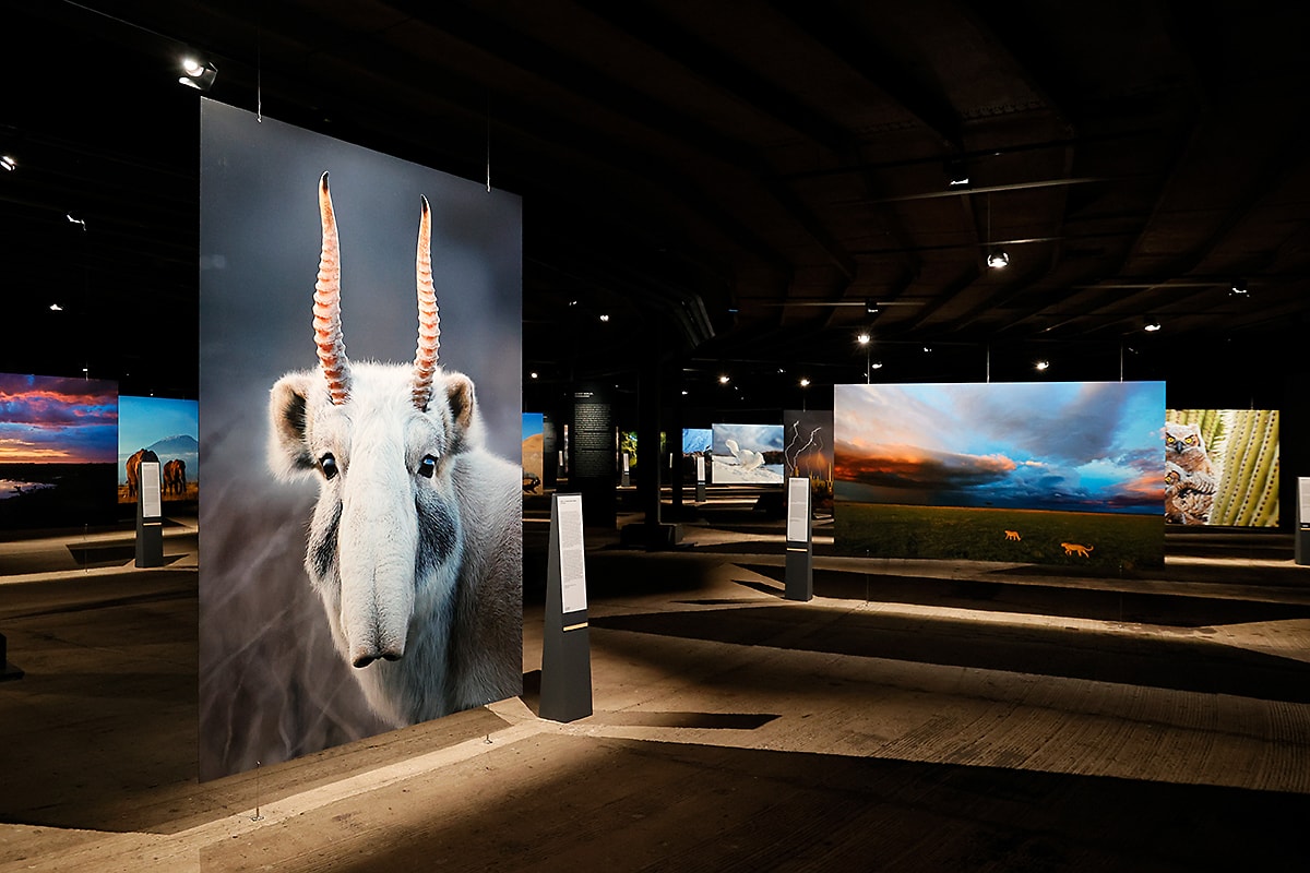 Tentoonstelling met foto's van zeldzame dieren in Gasometer Oberhausen