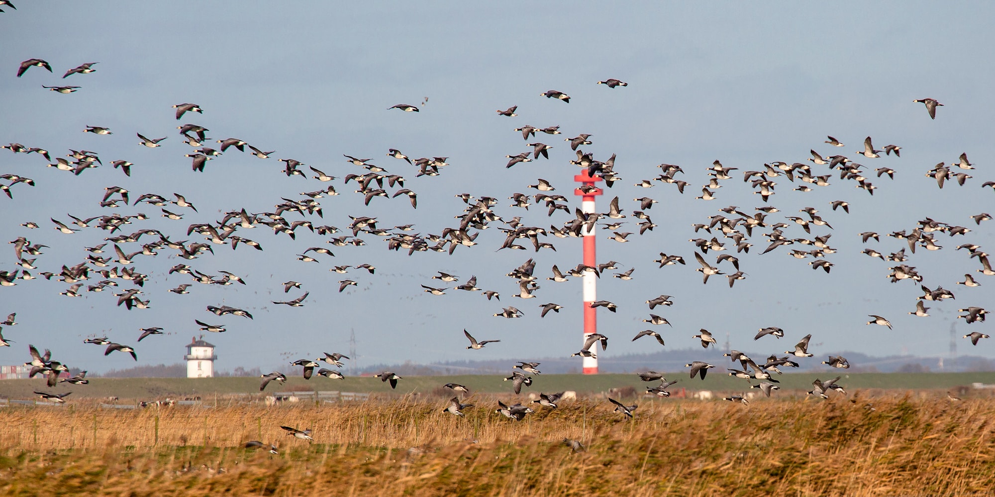 Trekvogels in de buurt van Cuxhaven