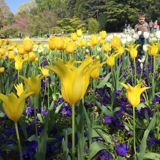 Tulpenbed in de Flora in Keulen is een van de mooiste tuinen van Duitsland