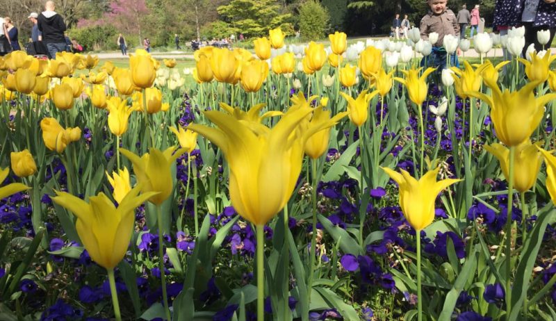 Tulpenbed in de Flora in Keulen is een van de mooiste tuinen van Duitsland
