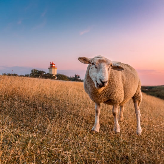 Een schaap op een dijk op het eilandFehmarn met daarachter een vuurtoren