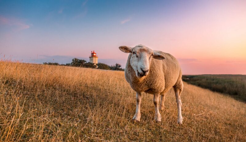 Een schaap op een dijk op het eilandFehmarn met daarachter een vuurtoren