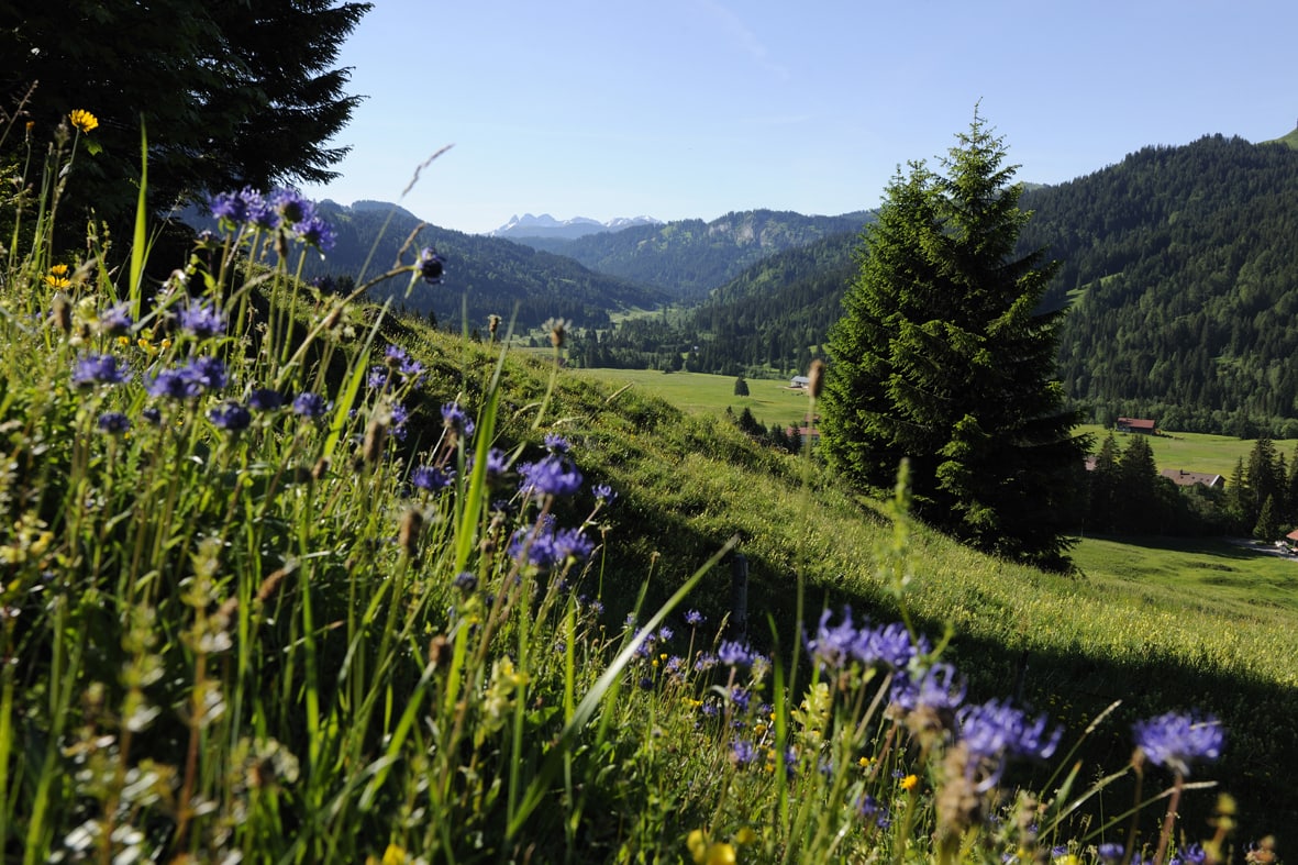 Bergbloemen met landschap van de Allgäu bij Balderschwang